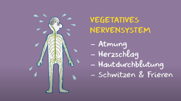 vegetatives Nervensystem
